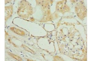 Immunohistochemistry of paraffin-embedded human kidney tissue using ABIN7153251 at dilution of 1:100 (FXYD5 Antikörper  (AA 22-145))