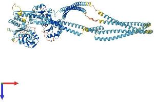 SMC6 Protein (AA 1-1097) (His tag)