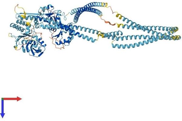 SMC6 Protein (AA 1-1097) (His tag)