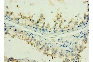 Immunohistochemistry of paraffin-embedded human testis tissue using ABIN7155386 at dilution of 1:100 (H2AFX Antikörper  (AA 1-143))
