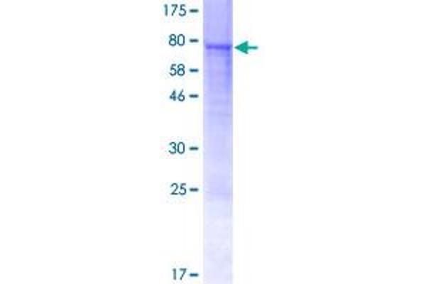 TRIM22 Protein (AA 1-498) (GST tag)