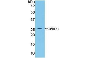 Detection of Recombinant BMP2, Rat using Polyclonal Antibody to Bone Morphogenetic Protein 2 (BMP2) (BMP2 Antikörper  (AA 49-243))