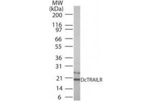 Western Blotting (WB) image for anti-Tumor Necrosis Factor Receptor Superfamily, Member 23 (TNFRSF10A/B) (AA 156-168) antibody (ABIN479805) (DcTrailR1 /2 Antikörper  (AA 156-168))