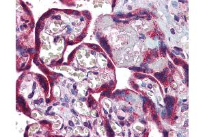 Anti-LTA4H antibody IHC of human placenta. (LTA4H Antikörper  (AA 467-516))