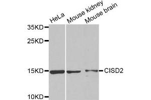 Western Blotting (WB) image for anti-CDGSH Iron Sulfur Domain 2 (CISD2) antibody (ABIN1876438) (CISD2 Antikörper)
