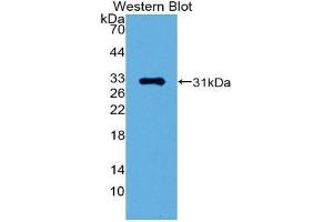 Western Blotting (WB) image for anti-GATA Binding Protein 1 (Globin Transcription Factor 1) (GATA1) (AA 42-292) antibody (ABIN1980405) (GATA1 Antikörper  (AA 42-292))