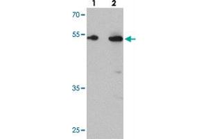 Western blot analysis of TMEM135 in rat liver tissue with TMEM135 polyclonal antibody  at (lane 1) 1 and (lane 2) 2 ug/mL.