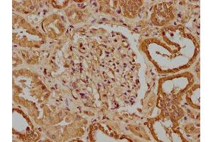 IHC image of ABIN7166241 diluted at 1:300 and staining in paraffin-embedded human kidney tissue performed on a Leica BondTM system. (UNC13B Antikörper  (AA 12-215))