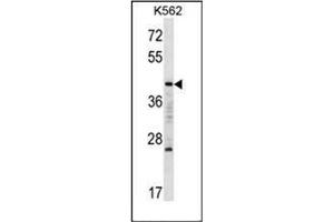Western blot analysis of MAFA Antibody (C-term) in K562 cell line lysates (35ug/lane).