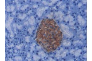 DAB staining on IHC-P; Samples: Rat Pancreas Tissue) (C-Peptide Antikörper)