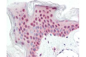 Anti-ATG14 antibody IHC staining of human skin. (ATG14 Antikörper  (Internal Region))