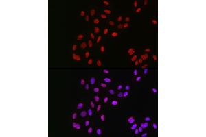 Immunofluorescence (IF) image for anti-G Protein Pathway Suppressor 1 (GPS1) (AA 258-527) antibody (ABIN6141361)