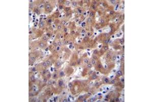 Immunohistochemistry analysis in formalin fixed and paraffin embedded human liver tissue reacted with IDO2 / INDOL1 Antibody (C-term) followed by peroxidase conjugation of the secondary antibody and DAB staining. (IDO2 Antikörper  (C-Term))