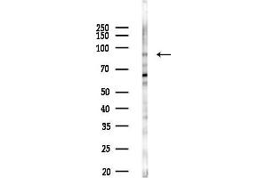 anti-Aryl Hydrocarbon Receptor (AHR) (pSer36) antibody
