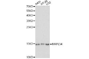 Western blot analysis of extracts of various cell lines, using MRPL54 antibody. (MRPL54 Antikörper)