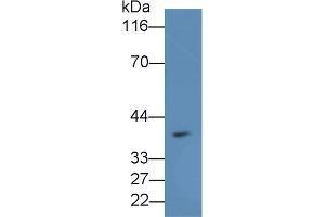 Detection of MTNR1A in Porcine Cerebellum lysate using Polyclonal Antibody to Melatonin Receptor 1A (MTNR1A) (Melatonin Receptor 1A Antikörper  (AA 296-350))