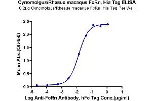 Immobilized Cynomolgus/Rhesus macaque FcRn, His Tag at 2 μg/mL (100 μL/well) on the plate. (FcRn Protein (AA 24-297) (His tag))