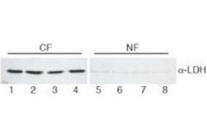 Image no. 1 for anti-Lactate Dehydrogenase (LDH) antibody (ABIN799727) (Lactate Dehydrogenase Antikörper)