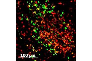FITC conjugated Rabbit anti GFP (green) stains mouse spleen cells Tissue: spleen cells infected with MHV68-H2bYFP .