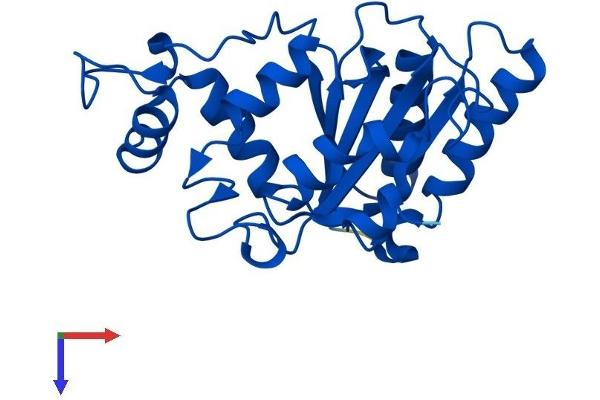 NQO2 Protein (NQO2) (AA 1-231) (His tag)