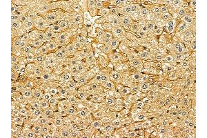 ABIN6263756 and ABIN6278599 at 1/100 staining mouse liver tissue by IHC-P. (NTSR2 Antikörper  (Internal Region))
