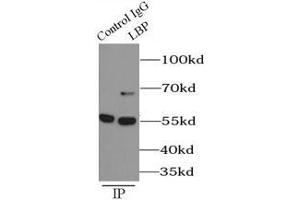 Immunoprecipitation (IP) image for anti-Lipopolysaccharide Binding Protein (LBP) antibody (ABIN5870819)