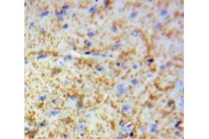 Used in DAB staining on fromalin fixed paraffin-embedded Brain tissue (MBP Antikörper  (AA 220-301))