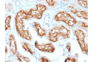 Immunohistochemistry (IHC) image for anti-Membrane Metallo-Endopeptidase (MME) (AA 297-483) antibody (ABIN6940058)