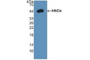 Detection of Recombinant Arg2, Human using Polyclonal Antibody to Arginase II (Arg2) (ARG2 Antikörper  (AA 23-354))