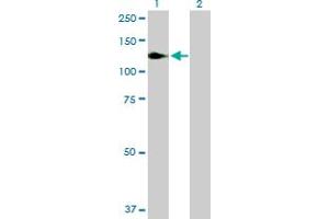 Western Blot analysis of NFKB1 expression in transfected 293T cell line by NFKB1 MaxPab polyclonal antibody. (NFKB1 Antikörper  (AA 1-969))