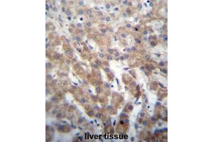 FGFRL1 Antibody (N-term) immunohistochemistry analysis in formalin fixed and paraffin embedded human liver tissue followed by peroxidase conjugation of the secondary antibody and DAB staining.