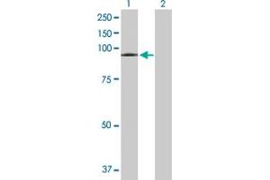 Western Blot analysis of VPS16 expression in transfected 293T cell line by VPS16 MaxPab polyclonal antibody. (VPS16 Antikörper  (AA 1-839))