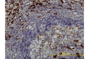 Immunoperoxidase of monoclonal antibody to PSAP on formalin-fixed paraffin-embedded human spleen tissue. (Prosaposin Antikörper  (AA 18-524))