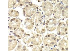 Immunohistochemistry of paraffin-embedded Human stomach using POU2F1 Polyclonal Antibody at dilution of 1:100 (40x lens).