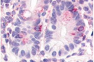 Immunohistochemical staining of human small intestine with HNF4G polyclonal antibody . (HNF4 gamma Antikörper  (Internal Region))