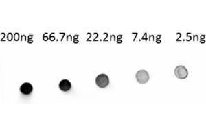 Dot Blot (DB) image for Goat anti-Goat IgG (Heavy & Light Chain) antibody (Alkaline Phosphatase (AP)) - Preadsorbed (ABIN101511)