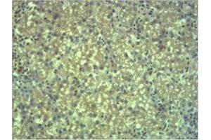 Immunohistochemical analysis of paraffin-embedded Mouse Liver Tissue using EPG5 Polyclonal Antibody. (EPG5 Antikörper)