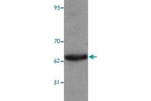 Western blot analysis of KPNA6 in 293 cell lysate with KPNA6 polyclonal antibody  at 1 ug/mL. (KPNA6 Antikörper  (N-Term))