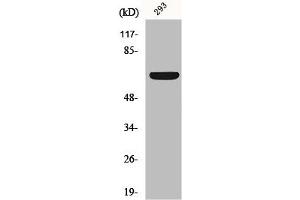 Western Blot analysis of 293 cells using Kv1. (KCNA3 Antikörper)