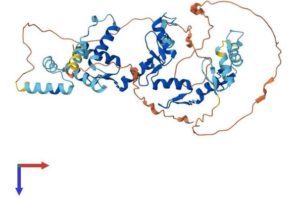 ZSCAN22 Protein (AA 1-491) (His tag)