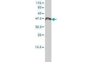 CCNK monoclonal antibody (M01), clone 3B7-1B9. (Cyclin K Antikörper  (AA 1-354))