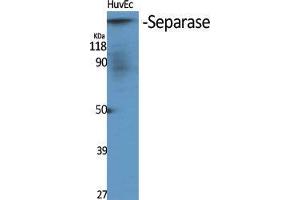 Western Blot (WB) analysis of specific cells using Separase Polyclonal Antibody. (Separase Antikörper  (Tyr489))