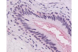 Anti-GPR64 antibody IHC of human epididymis. (Adhesion G-Protein Coupled Receptor G2 (ADGRG2) (C-Term) Antikörper)