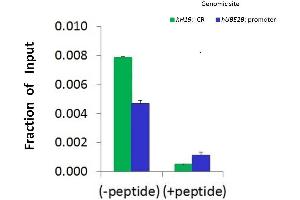 Chromatin Immunoprecipitation (ChIP) Using SMARCA5 Antibody - N-terminal region (ARP30031_P050) and HCT116 Cells (SMARCA5 Antikörper  (N-Term))