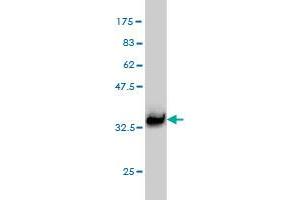 Western Blot detection against Immunogen (32. (L3MBTL2 Antikörper  (AA 642-705))