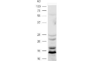 Lane 1: mouse brain lysates probed with Rabbit Anti-LC3 Polyclonal Antibody, Unconjugated (ABIN1714263) at 1:300 overnight at 4 °C.