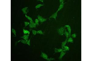 IF analysis of Cdc20 using anti-Cdc20 antibody (ABIN5518976). (CDC20 Antikörper)
