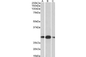 Western Blotting (WB) image for anti-Homeobox A5 (HOXA5) (AA 83-92) antibody (ABIN5867852) (HOXA5 Antikörper  (AA 83-92))