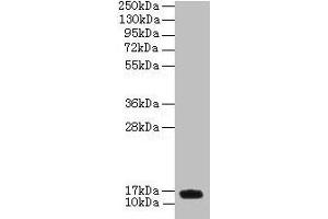Western blot All lanes: PNRC2 antibody at 4 μg/mL + U251 whole cell lysate Secondary Goat polyclonal to rabbit IgG at 1/10000 dilution Predicted band size: 16, 14 kDa Observed band size: 16 kDa (PNRC2 Antikörper  (AA 1-139))
