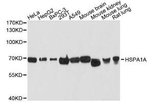 Western blot analysis of extracts of various cell lines, using HSPA1A antibody. (HSP70 1A Antikörper  (AA 500-600))